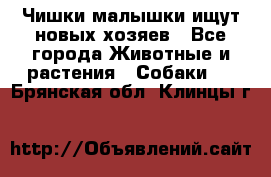   Чишки-малышки ищут новых хозяев - Все города Животные и растения » Собаки   . Брянская обл.,Клинцы г.